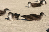 Wedge-tailed Shearwater