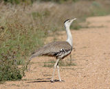 Australian Bustard