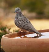 Peaceful Dove