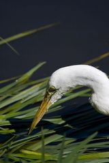 Intermediate Egret