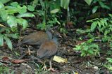 Orange-footed Scrub Fowl