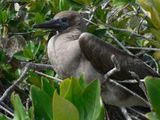 Red-footed Booby