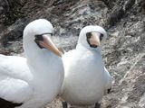 Masked Booby