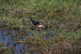 Comb-crested Jacana