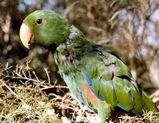 Eclectus Parrot