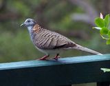 Bar-shouldered Dove