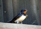 Barn Swallow