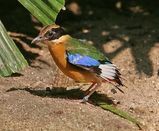 Blue-winged Pitta