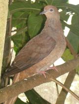 Brown Cuckoo-Dove