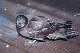 Bulwer's Petrel