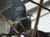 Collared Imperial-Pigeon