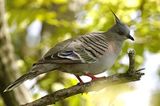 Crested Pigeon