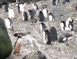 Erect-crested Penguin