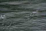 Fiordland Penguin