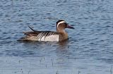 Garganey