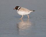 Hooded dotterel