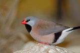 Long-tailed Finch