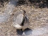 Malleefowl