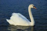 Mute Swan