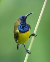 Yellow-breasted Sunbird