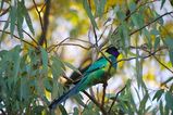 Port Lincoln Parrot