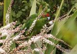 Red-crowned Parakeet