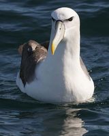 Shy Albatross