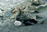 Southern Giant-Petrel