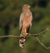 Spotted Harrier