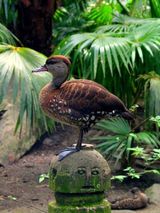 Spotted Whistling-Duck