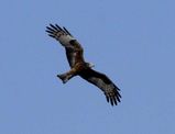 Square-tailed Kite