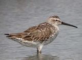 Stilt Sandpiper