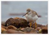 Terek Sandpiper