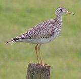 Upland Sandpiper