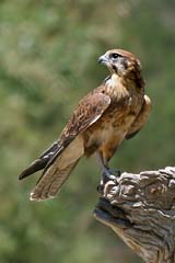 Brown Falcon