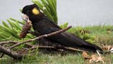 Yellow-tailed Black Cockatoo