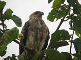 Whistling Kite