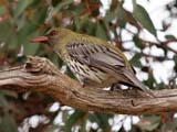 Olive-backed Oriole