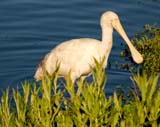 Yellow-billed Spoonbill