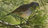 Inland Thornbill