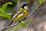 Golden Whistler