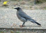 Grey Currawong