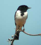 Hooded Robin