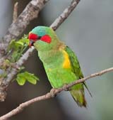 Musk Lorikeet