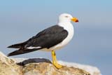 Pacific Gull