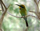 Rainbow Bee-eater