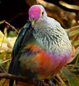 Rose-crowned Pigeon