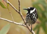 White-cheeked Honeyeater