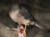 Collared Sparrowhawk