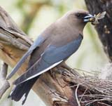 Dusky Woodswallow